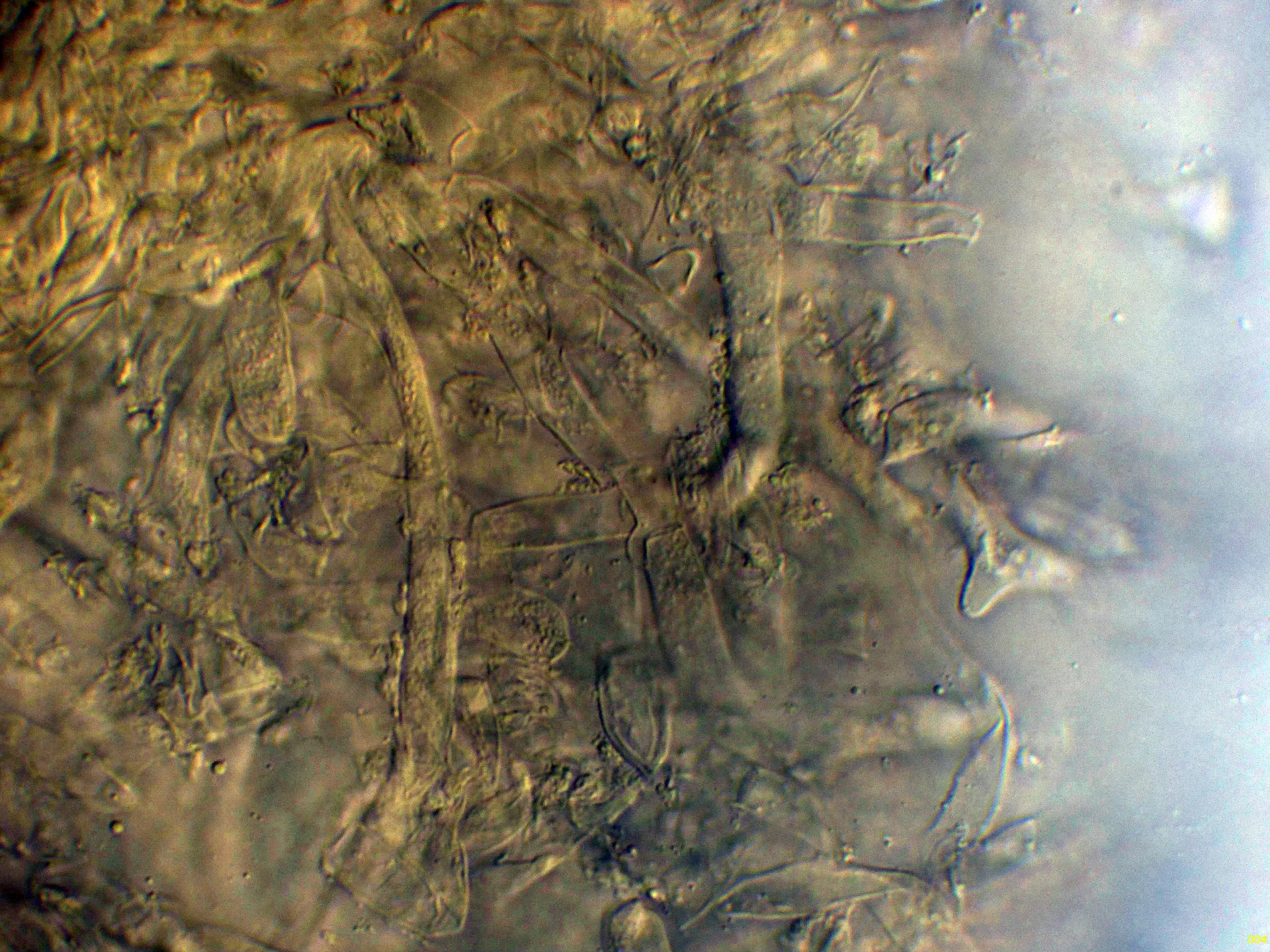 Microscopía de Macrocybe titans - 10 - Suprapellis agua-004